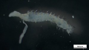  ( - G21-X-P076)  @11 [ ] C (2084) Unspecified Biologica Environmental Services