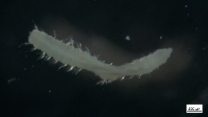  ( - G21-X-P077)  @11 [ ] C (2085) Unspecified Biologica Environmental Services