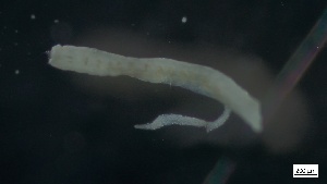  ( - G21-X-P077)  @11 [ ] C (2086) Unspecified Biologica Environmental Services