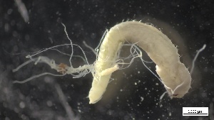  ( - G21-X-P370)  @11 [ ] C (2310) Unspecified Biologica Environmental Services