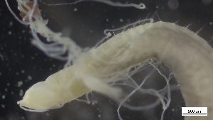  ( - G21-X-P370)  @11 [ ] C (2313) Unspecified Biologica Environmental Services