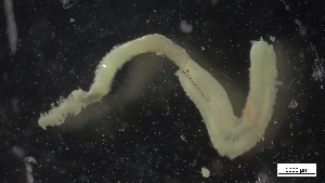  ( - G21-X-P377)  @11 [ ] C (2335) Unspecified Biologica Environmental Services