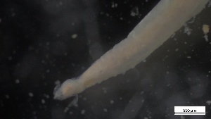  ( - G21-X-P405)  @11 [ ] C (2421) Unspecified Biologica Environmental Services