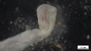  ( - G21-X-P443)  @11 [ ] C (2508) Unspecified Biologica Environmental Services