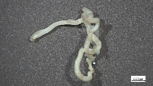  ( - H22-RB17-AN012)  @11 [ ] C (2024) Tara Macdonald Biologica Environmental Services Ltd.