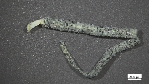  ( - H22-RB17-AN018)  @11 [ ] C (2024) Tara Macdonald Biologica Environmental Services Ltd.