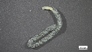  ( - H22-RB17-AN019)  @11 [ ] C (2024) Tara Macdonald Biologica Environmental Services Ltd.