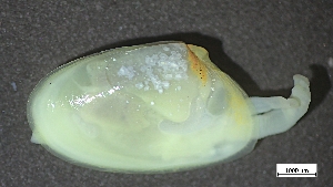  ( - HAT22-RB-M005)  @11 [ ] C (2024) Tara Macdonald Biologica Environmental Services Ltd.