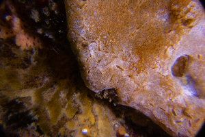  ( - KC-D25-061)  @11 [ ] C (2025) Tara Macdonald Biologica Environmental Services Ltd.