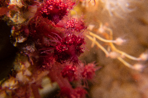  (Zyzzyzus - KC-D25-063)  @11 [ ] C (2025) Tara Macdonald Biologica Environmental Services Ltd.