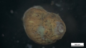  ( - MV21-IO-M010)  @11 [ ] C (2022) Unspecified Biologica Environmental Services