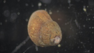  ( - MV21-IO-M010)  @11 [ ] C (2022) Unspecified Biologica Environmental Services