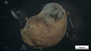  ( - MV21-IO-M010)  @11 [ ] C (2022) Unspecified Biologica Environmental Services