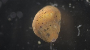  ( - MV21-IO-M011)  @11 [ ] C (2022) Unspecified Biologica Environmental Services