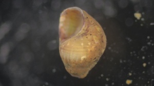  ( - MV21-IO-M011)  @11 [ ] C (2022) Unspecified Biologica Environmental Services