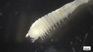  ( - MV21-IO-P002)  @11 [ ] C (2524) Unspecified Biologica Environmental Services