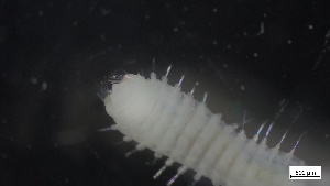  ( - MV21-IO-P003)  @11 [ ] C (2526) Unspecified Biologica Environmental Services