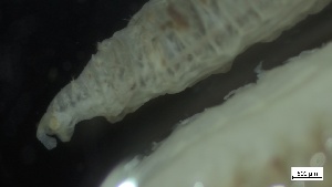  ( - MV21-IO-P343)  @11 [ ] C (2022) Unspecified Biologica Environmental Services