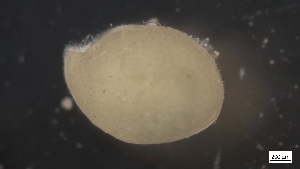  ( - MV21-LG-A197)  @11 [ ] C (2022) Unspecified Biologica Environmental Services