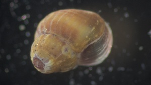  ( - MV21-LG-M012)  @11 [ ] C (2022) Unspecified Biologica Environmental Services