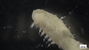  ( - MV21-LG-P004)  @11 [ ] C (2022) Unspecified Biologica Environmental Services