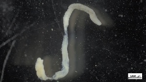  (Lanassa venusta - MV21-LG-P160)  @11 [ ] C (2022) Unspecified Biologica Environmental Services