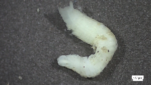  ( - MV22-I01-AN002)  @11 [ ] C (2025) Tara Macdonald Biologica Environmental Services Ltd.