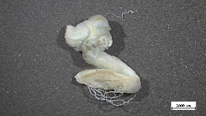  (Kirkegaardia serratiseta - MV22-I01-AN005)  @11 [ ] C (2025) Tara Macdonald Biologica Environmental Services Ltd.