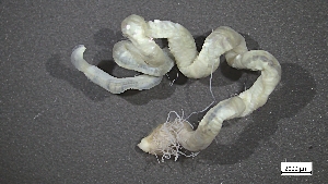  ( - MV22-I01-AN006)  @11 [ ] C (2025) Tara Macdonald Biologica Environmental Services Ltd.