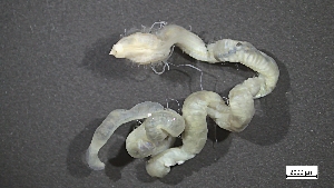  ( - MV22-I01-AN006)  @11 [ ] C (2025) Tara Macdonald Biologica Environmental Services Ltd.