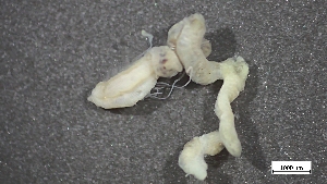  ( - MV22-I01-AN007)  @11 [ ] C (2025) Tara Macdonald Biologica Environmental Services Ltd.