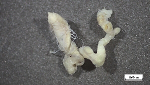  ( - MV22-I01-AN007)  @11 [ ] C (2025) Tara Macdonald Biologica Environmental Services Ltd.