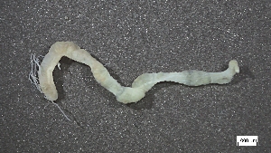  ( - MV22-I01-AN008)  @11 [ ] C (2025) Tara Macdonald Biologica Environmental Services Ltd.