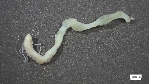  ( - MV22-I01-AN008)  @11 [ ] C (2025) Tara Macdonald Biologica Environmental Services Ltd.