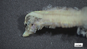  ( - MV22-I01-AN012)  @11 [ ] C (2025) Tara Macdonald Biologica Environmental Services Ltd.