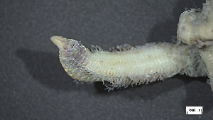  ( - MV22-I01-AN012)  @11 [ ] C (2025) Tara Macdonald Biologica Environmental Services Ltd.