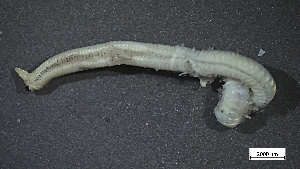  ( - MV22-I01-AN013)  @11 [ ] C (2025) Tara Macdonald Biologica Environmental Services Ltd.