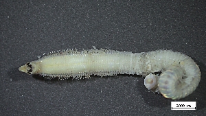  ( - MV22-I01-AN013)  @11 [ ] C (2025) Tara Macdonald Biologica Environmental Services Ltd.