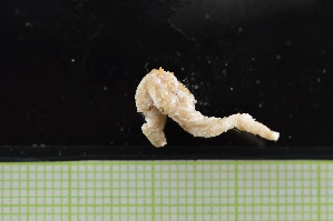  (Pentamera rigida - MV22-IO16-E003)  @11 [ ] C (2025) Tara Macdonald Biologica Environmental Services Ltd.