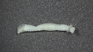  ( - MV22-I11-AN079)  @11 [ ] C (2025) Tara Macdonald Biologica Environmental Services Ltd.