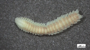  (Eteone spetsbergensis - MV22-I09-AN031)  @11 [ ] C (2025) Tara Macdonald Biologica Environmental Services Ltd.