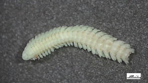  ( - MV22-I09-AN031)  @11 [ ] C (2025) Tara Macdonald Biologica Environmental Services Ltd.