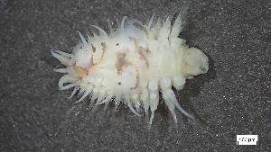  ( - MV22-I09-AN033)  @11 [ ] C (2025) Tara Macdonald Biologica Environmental Services Ltd.