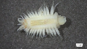  ( - MV22-I09-AN033)  @11 [ ] C (2025) Tara Macdonald Biologica Environmental Services Ltd.