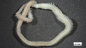  ( - MV22-I10-AN058)  @11 [ ] C (2025) Tara Macdonald Biologica Environmental Services Ltd.