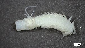  ( - MV22-I10-AN059)  @11 [ ] C (2025) Tara Macdonald Biologica Environmental Services Ltd.