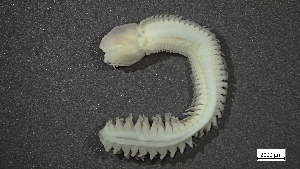  (Nephtys assignis - MV22-I15-AN049)  @11 [ ] C (2025) Tara Macdonald Biologica Environmental Services Ltd.