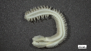  ( - MV22-I15-AN049)  @11 [ ] C (2025) Tara Macdonald Biologica Environmental Services Ltd.