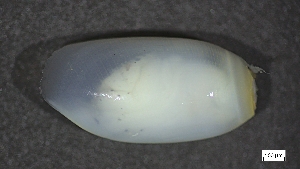  ( - MV22-IO-M006)  @11 [ ] C (2024) Tara Macdonald Biologica Environmental Services Ltd.