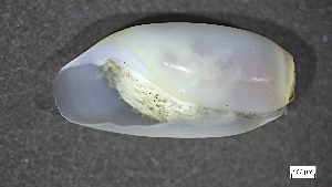  ( - MV22-IO-M006)  @11 [ ] C (2024) Tara Macdonald Biologica Environmental Services Ltd.